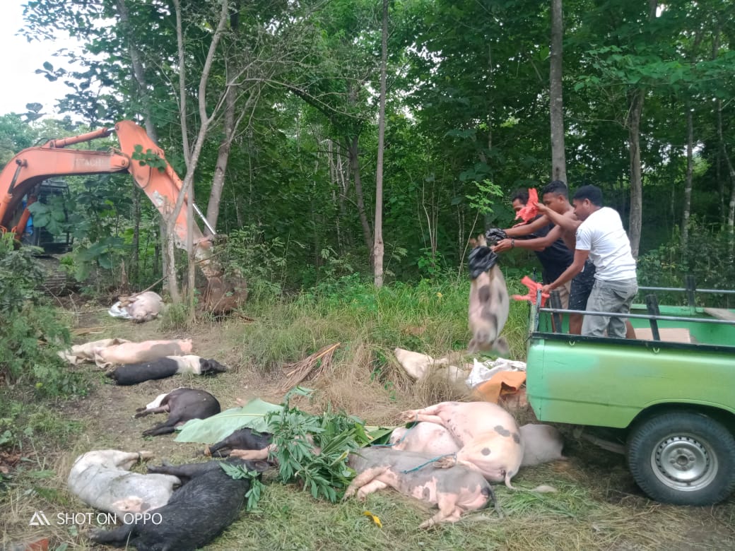 Warga membawa ternak babinya yang mati akibat wabah ASF ke lokasi kuburan masal yang disiapkan Dinas Peternakan setempat.
