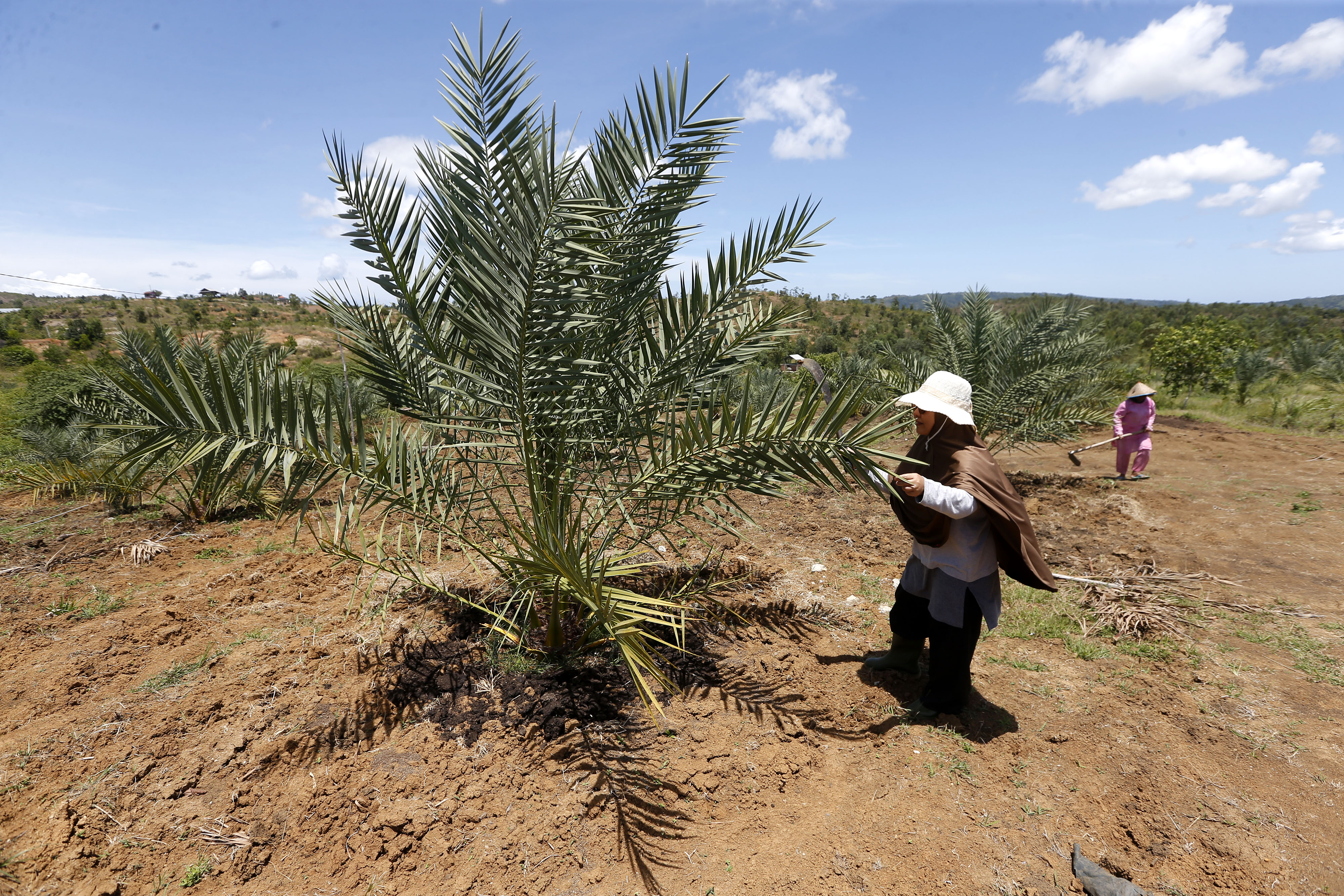 Petani merawat pohon kurma