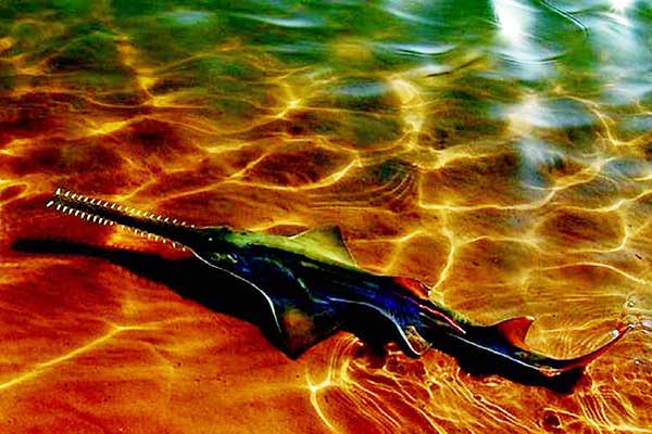 Menjaga Pari di Timur Indonesia