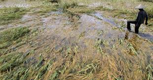 Kerugian Sektor Pertanian Akibat Banjir Kalsel Rp216 Miliar