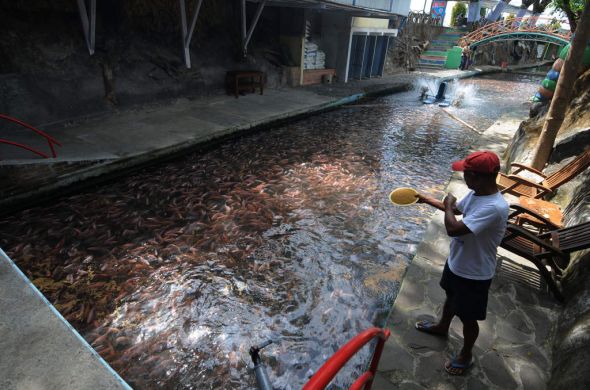 Ilustrasi: kolam ikan.