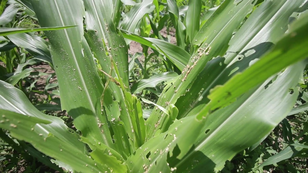 Tanaman jagung yang diserang ulat grayak dan walang sangit.