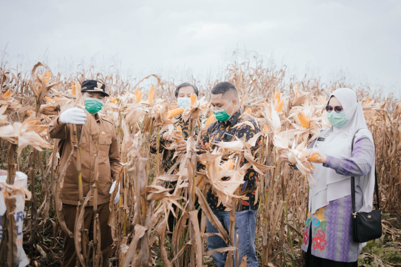 Asisten 1 Provinsi Riau Henri SG (kiri) ikut memanen jagung hasil Koperasi RTBS.