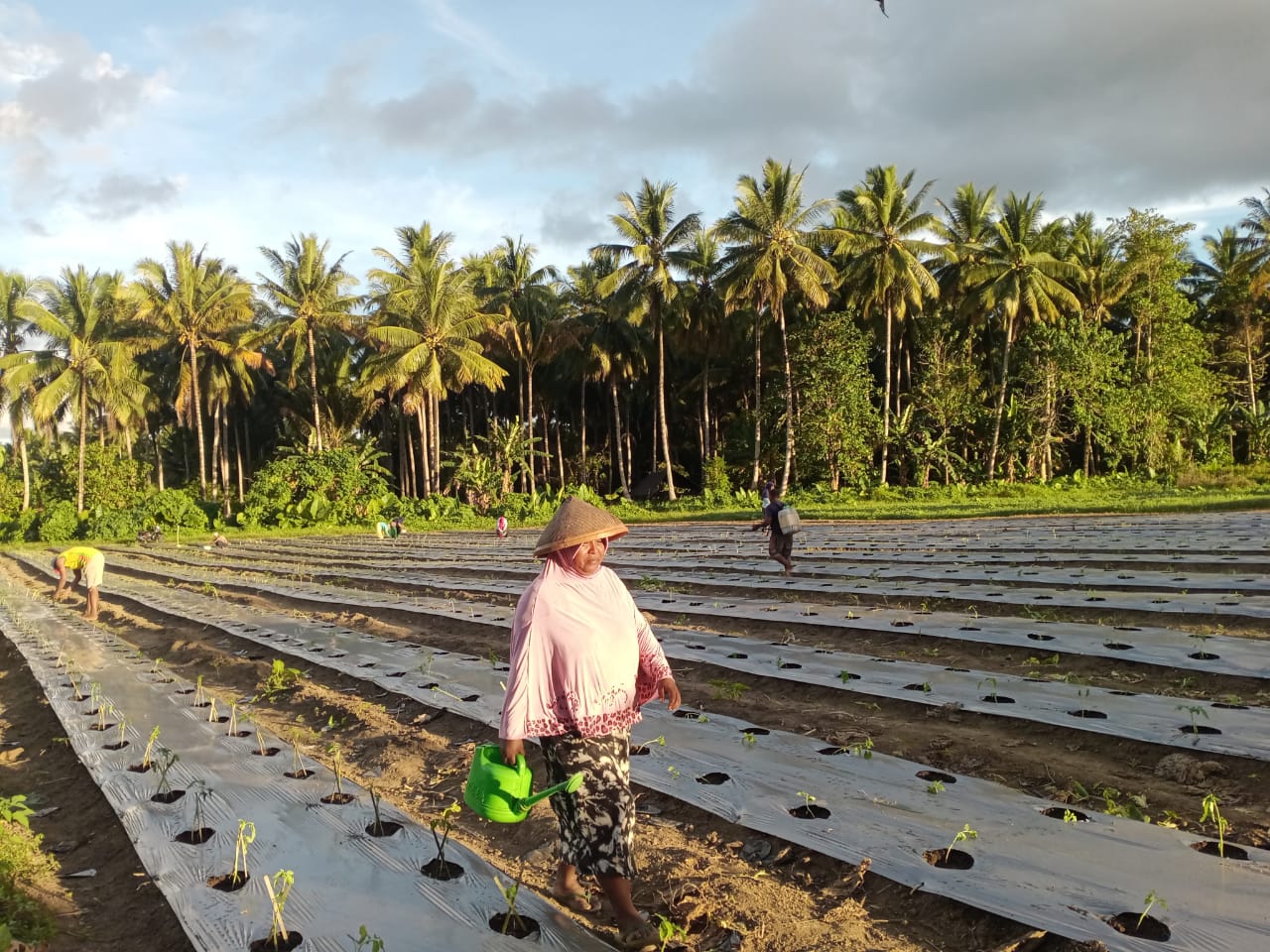 Lahan pertanian di daerah. Kostratani dan penyuluh di daerah untuk mengidentifikasi lahan pertanian yang terkena musibah. 