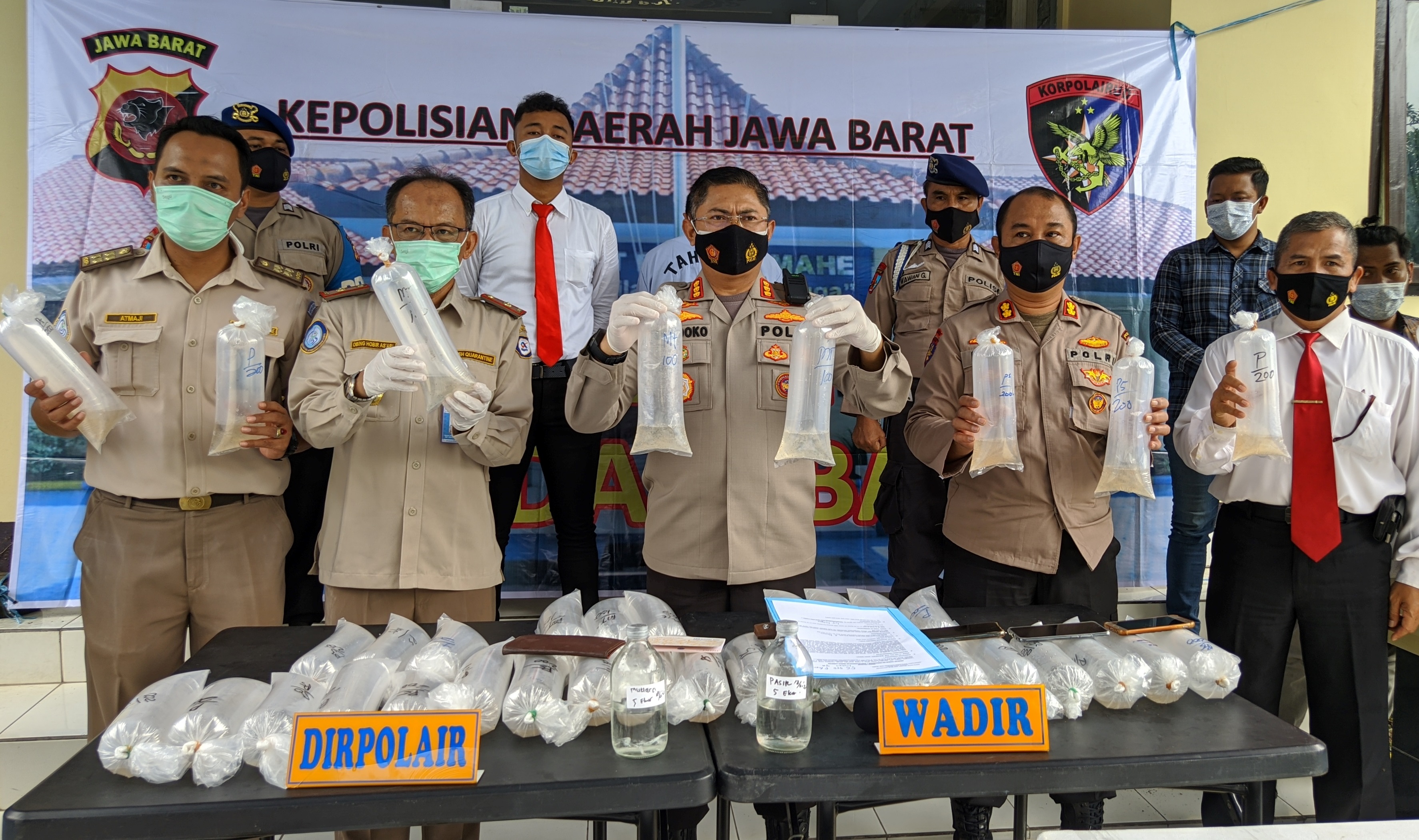 Direktur Polairud Polda Jabar Kombes Pol Widihandoko (tengah) memperlihatkan benur diamankan di Kabupaten Sukabumi, Senin (18/1/2021).