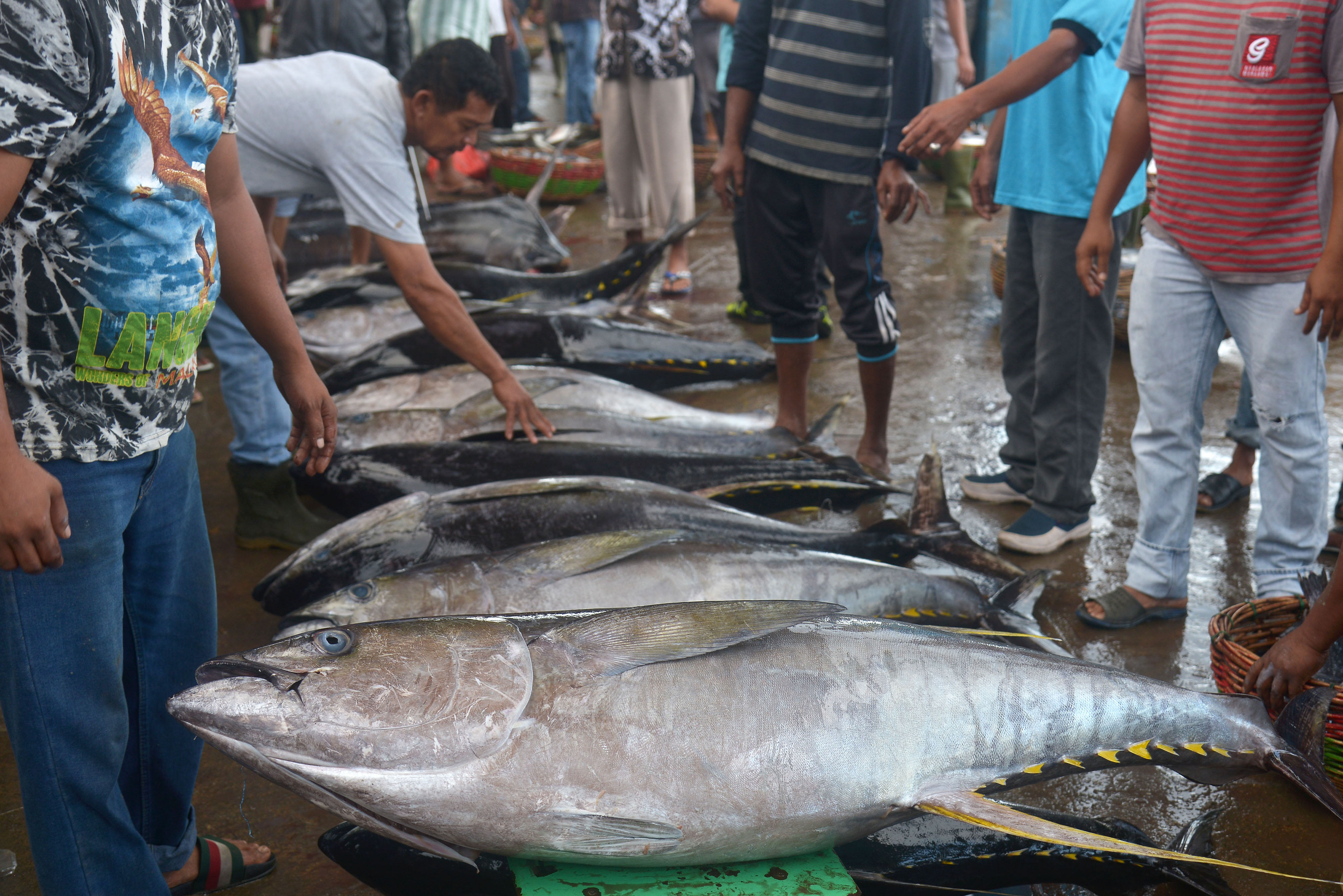 Lolos Sertifikasi, Produk Tuna Bersiap Masuk Pasar AS dan Eropa