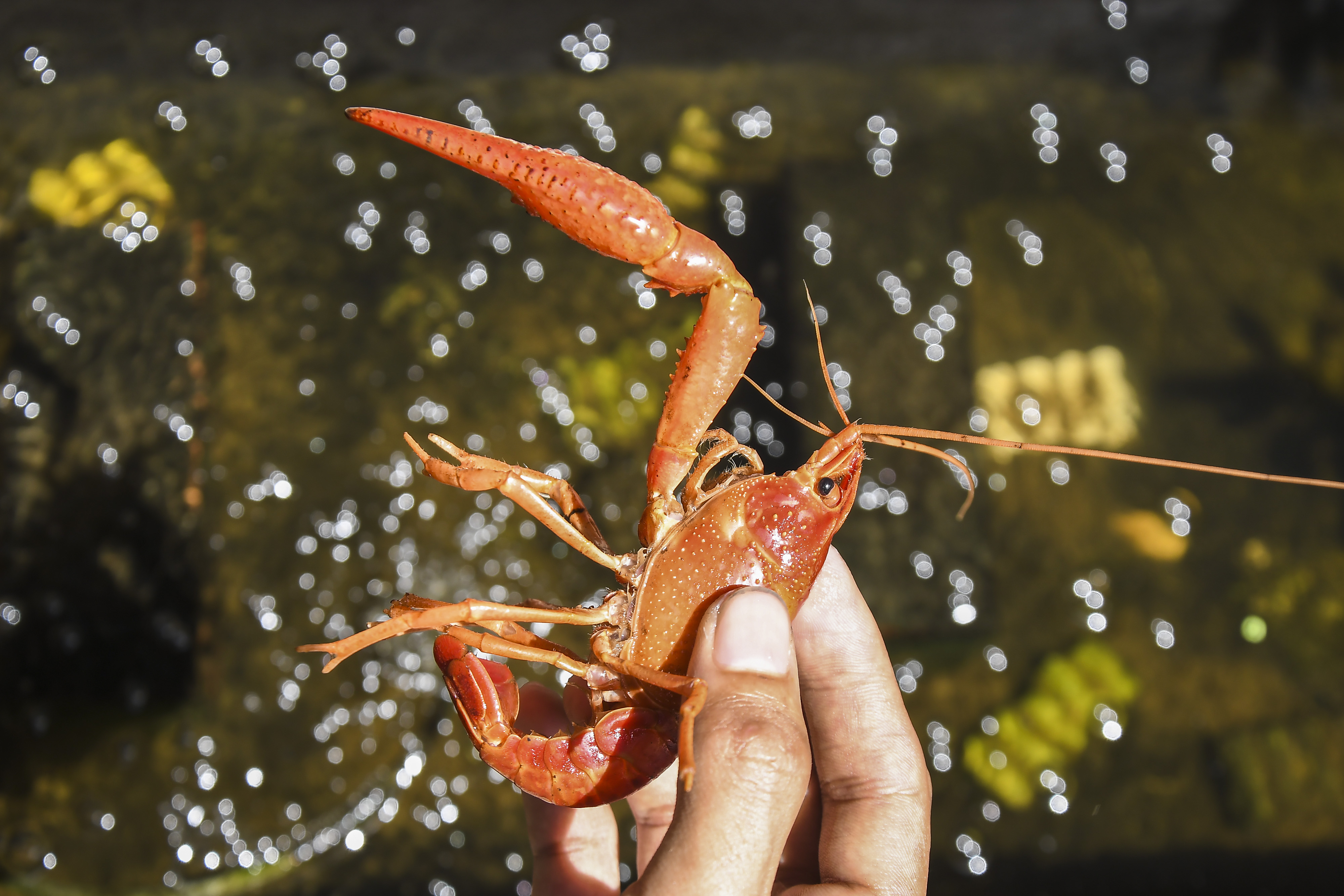 Petani menempatkan lobster hias air tawar di tempat pembudidayaan Desa Wangunharja, Cikarang, Kabupaten Bekasi, Jawa Barat, Senin (28/12).