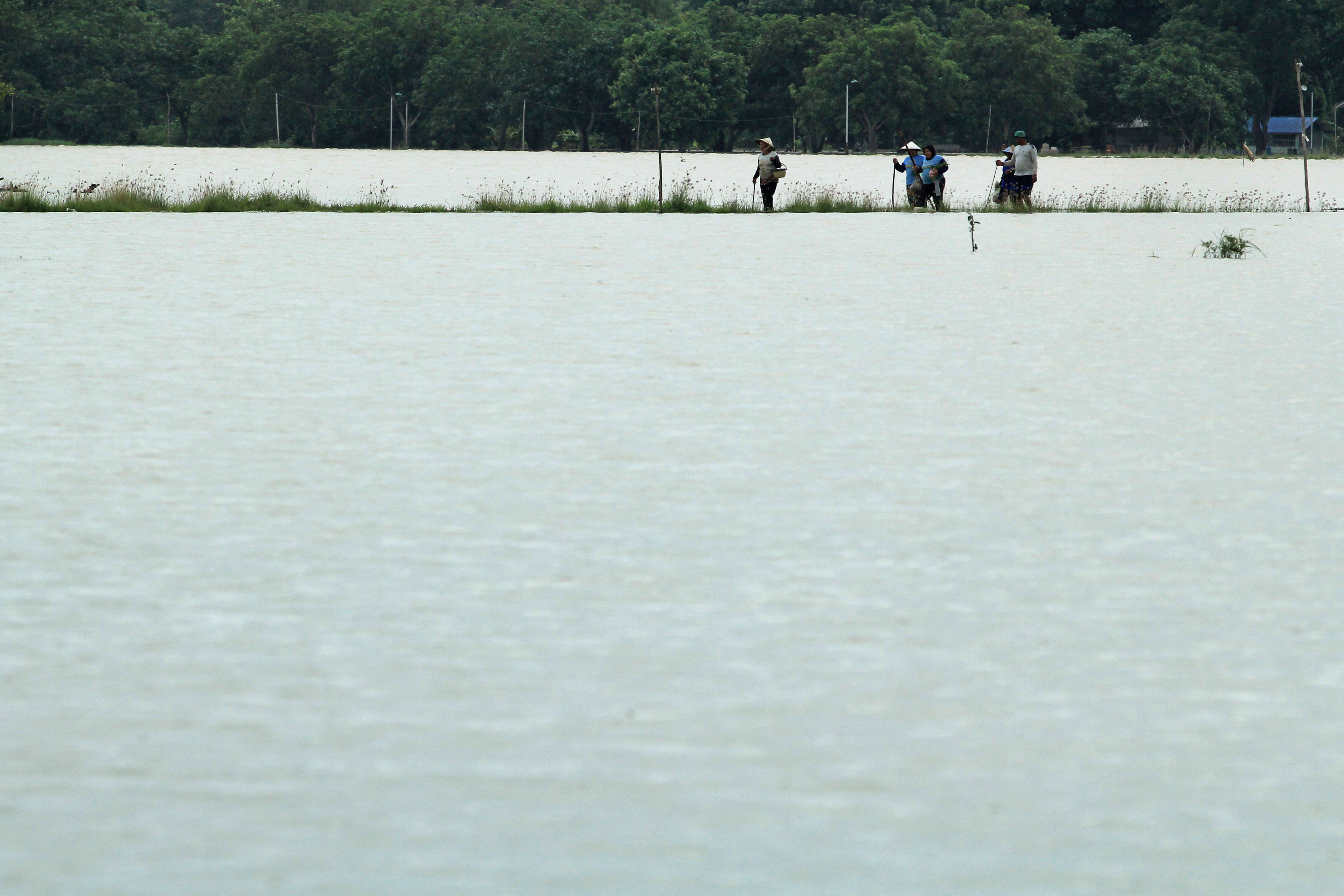 Petani melintasi area sawah yang terendam banjir di desa Widasari, Indramayu, Jawa Barat, Selasa (5/1).