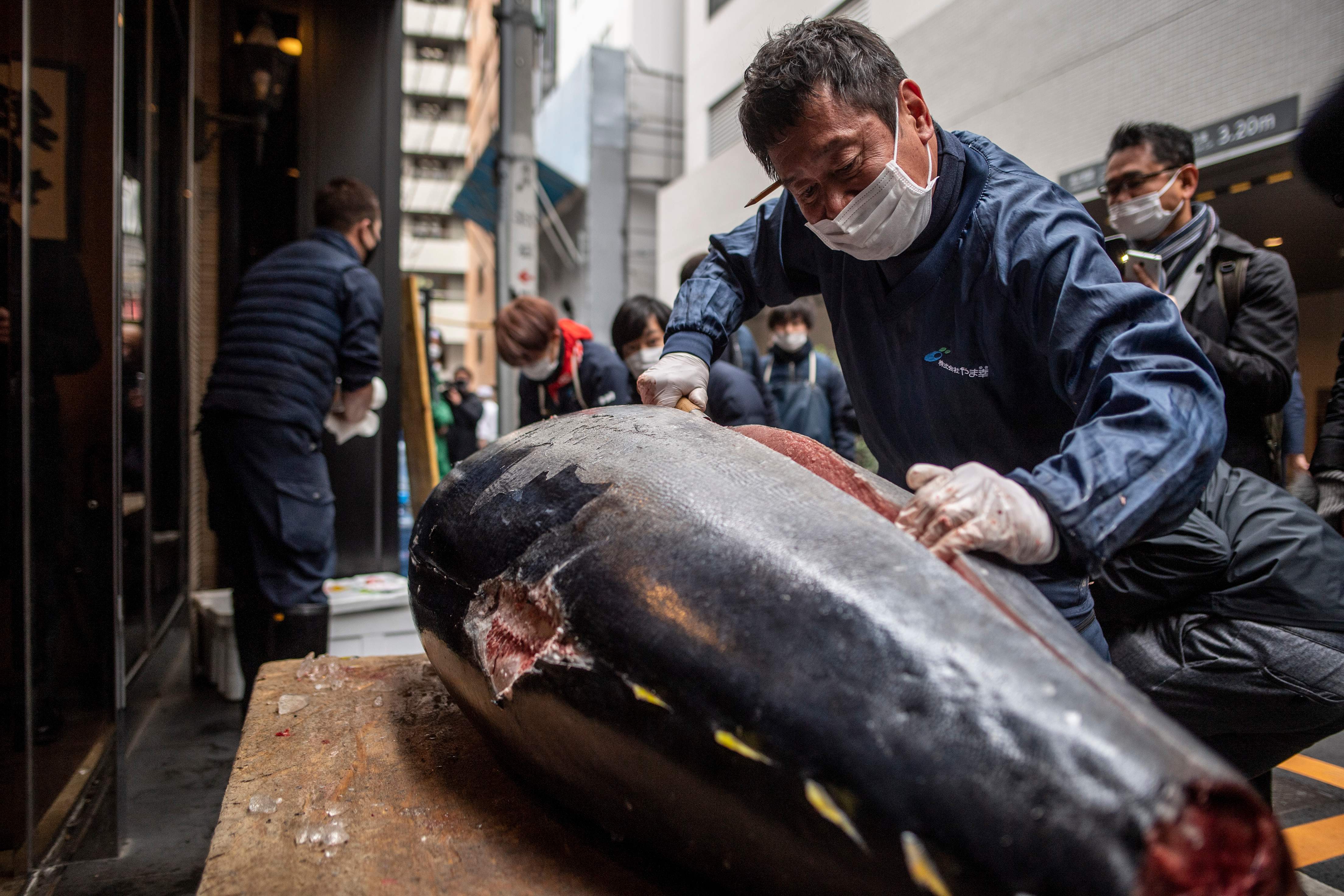 Iklan tuna sirip biru yang laku Rp3 Miliar pada acara lelang di Tokyo