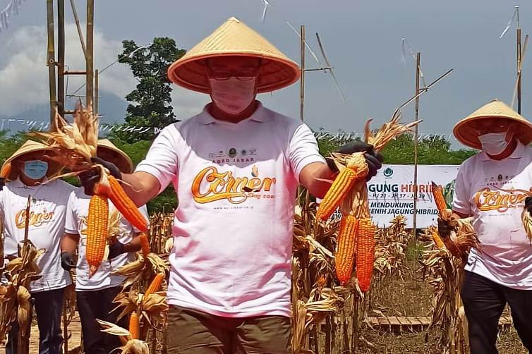 Gubernur Jawa Barat Ridwan Kamil memanen jagung hibrida di Kebun Wanaraja, Desa Wanasari, Kecamatan Wanaraja, Kabupaten Garut. 