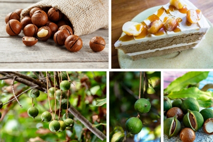 Kacang Macadamia dan olahannya.