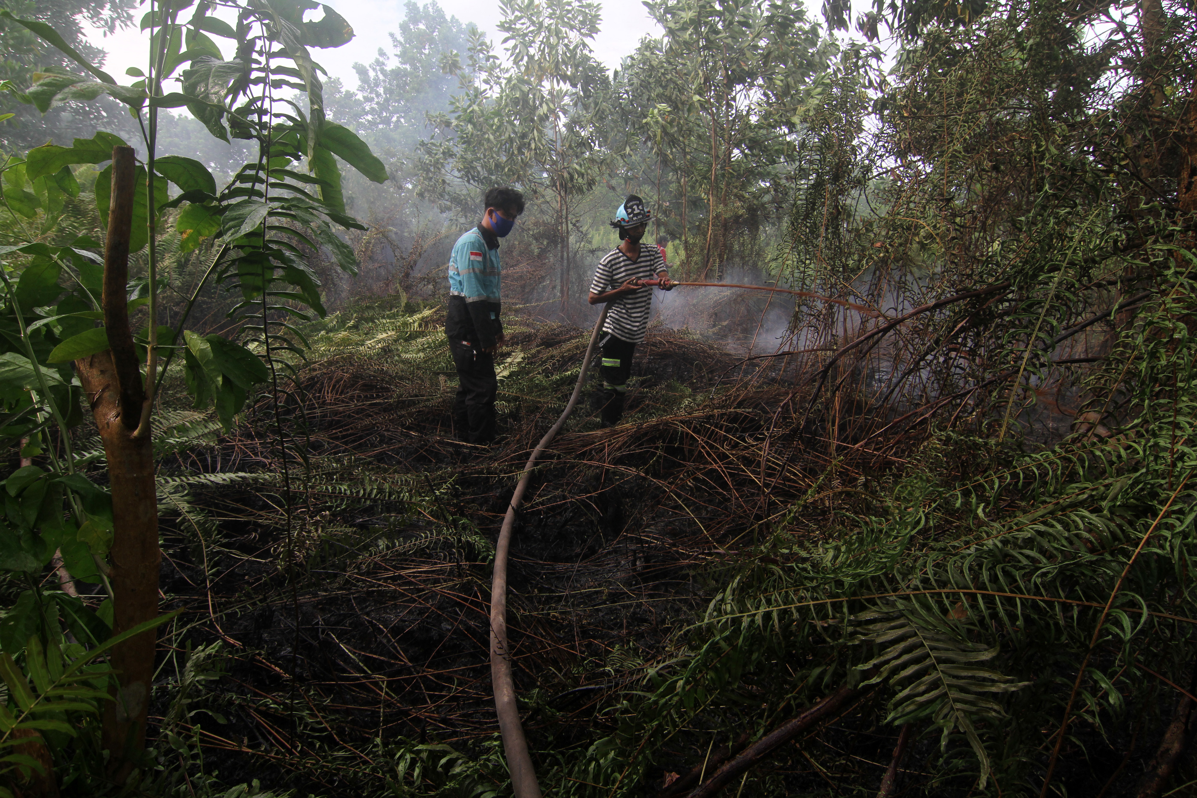 KEBAKARAN HUTAN DAN LAHAN: Seorang relawan melakukan pembasahan ke lahan gambut yang terbakar di Kalimantan Barat.