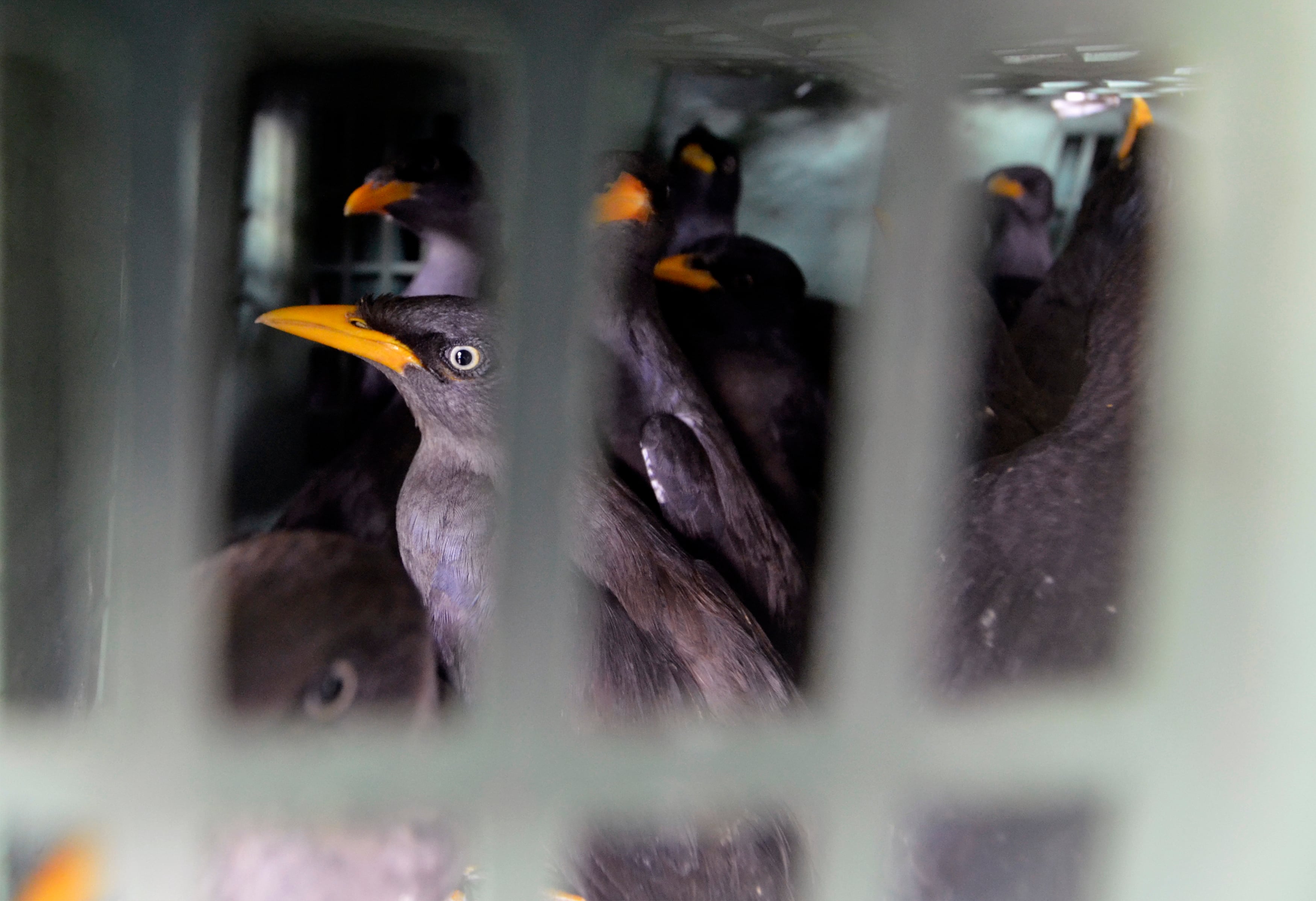 Ilustrasi burung yang dilindungi yang berhasil diselamatkan.