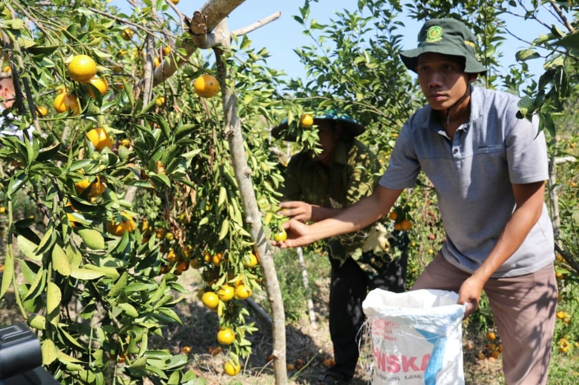 Petani jeruk organik Blora, Jawa Tengah.