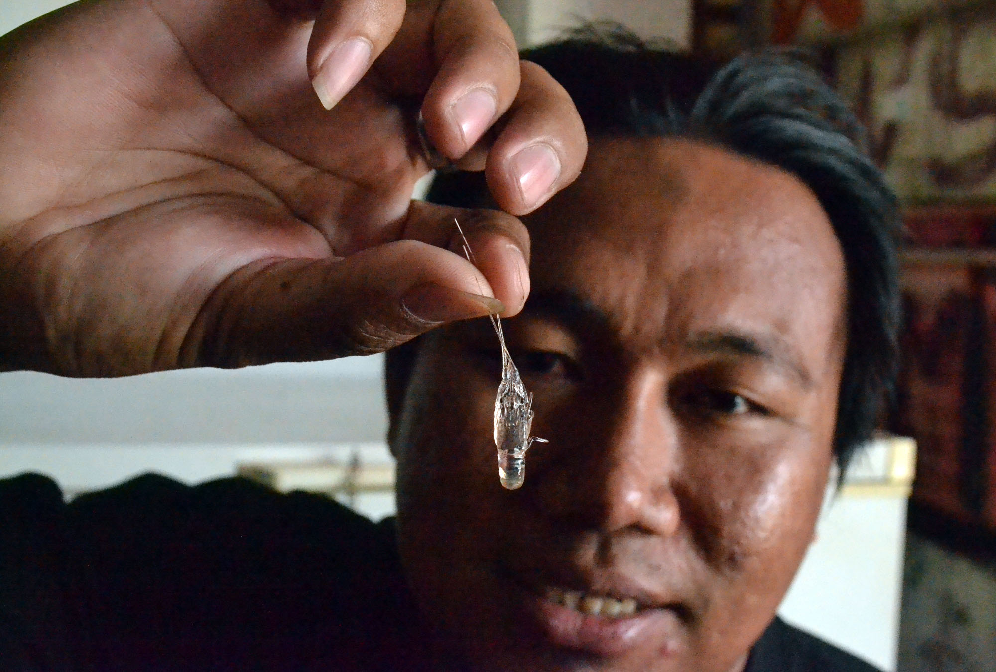 Ilustrasi benur lobster