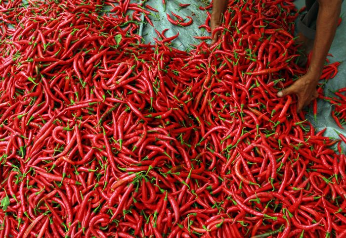 Harga ini memang sempat tinggi pada pertengahan Desember 2020 hingga pertengahan Januari 2021 tetapi kembali turun pada akhir Januari 2021.