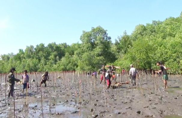 Petani menanam anakan mangrove  di Kabupaten Sikka, Nusa Tenggara Timur.