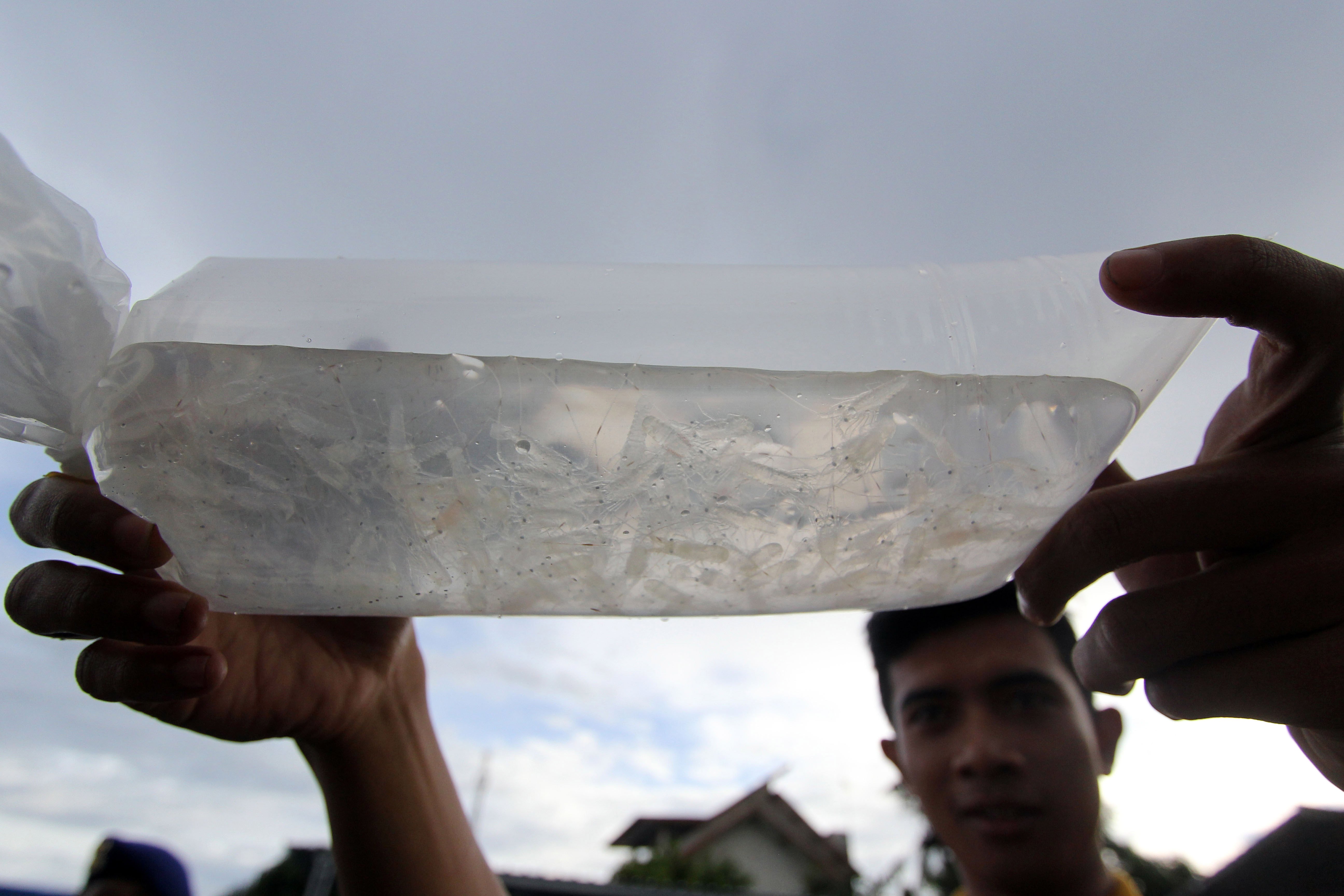 Ilustrasi kasus benur