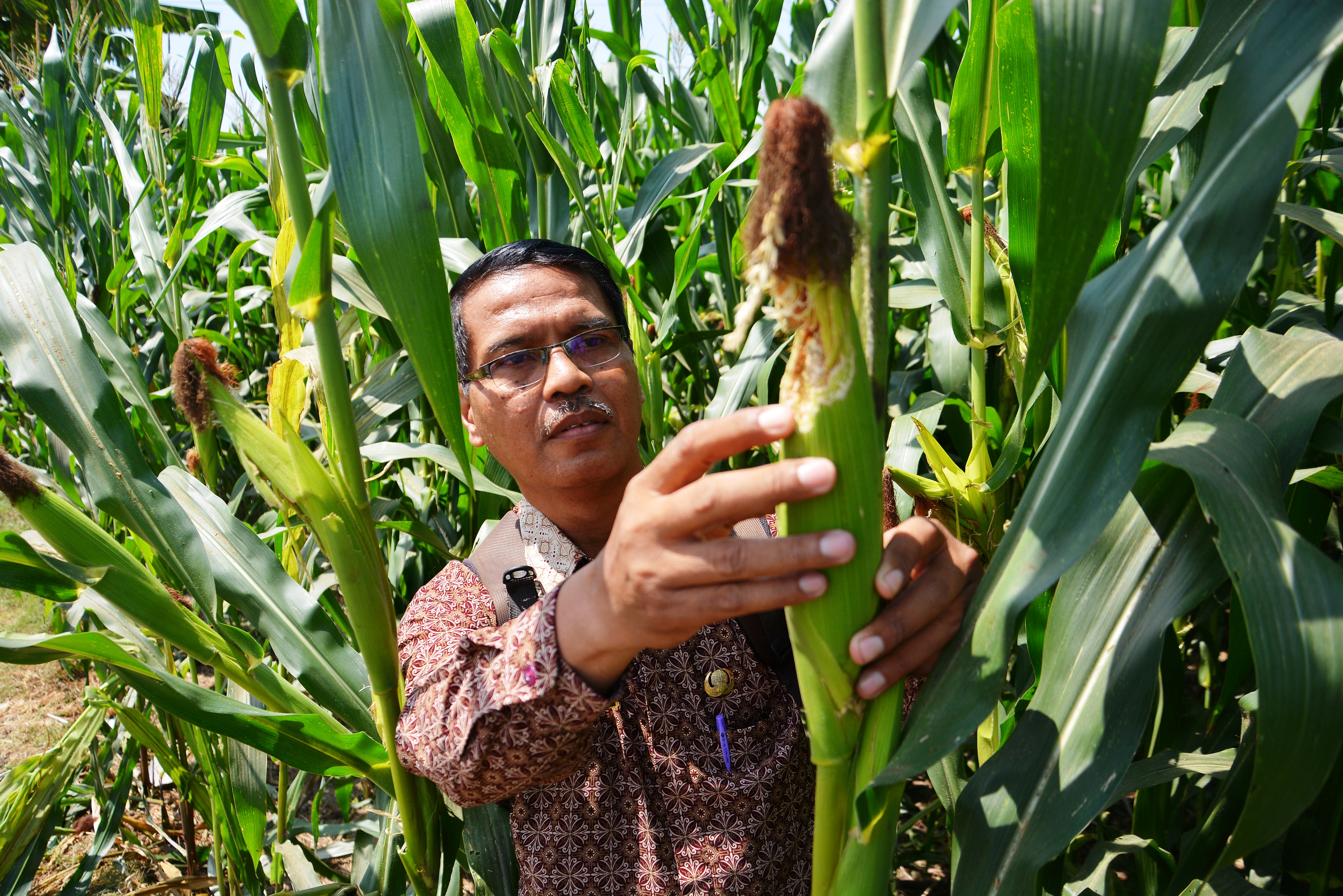 Seorang petugas penyuluh lapangan sedang memeriksa jagung terserang hama. 