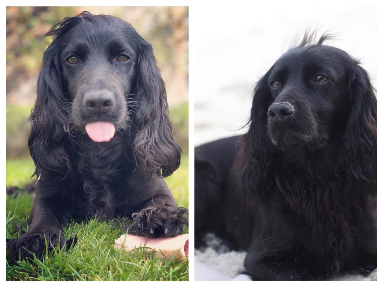 Lupo, anjing keluarga Pangeran William meninggal pada November silam. Kini, keluarga tersebut mengadopsi anak Luna, keponakan Lupo.