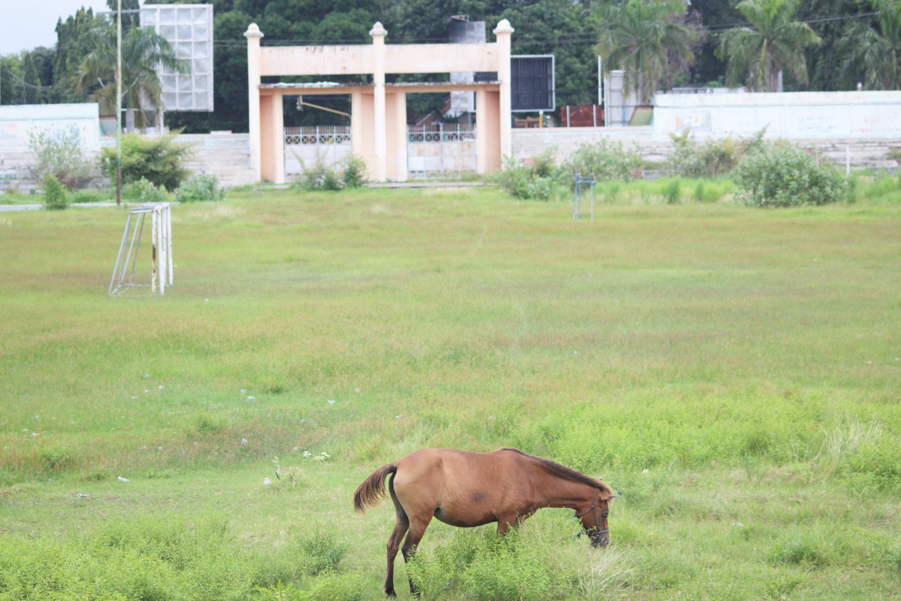 Stadion Gelora Samador yang berada di tengah Kota Maumere tak terurus, Selasa (19/1/2021)