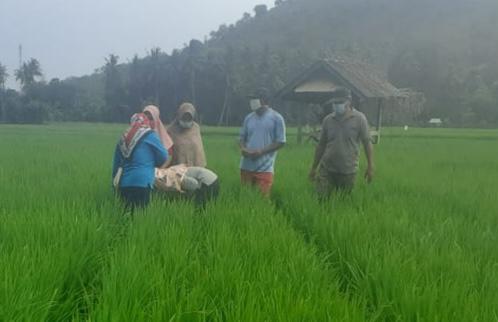 Penyuluh pun diharapkan bisa mengajak petani menerapkan pemupukan berimbang.