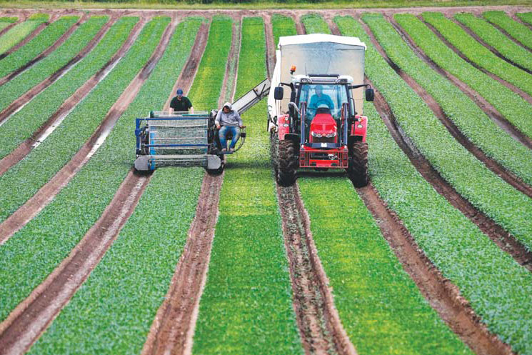 PEMOTONGAN PENDAPATAN PETANI: Pekerja mengoperasikan mesin pemotong saat memanen bayam di lahan pertanian di kawasan Dorchester, Inggris 