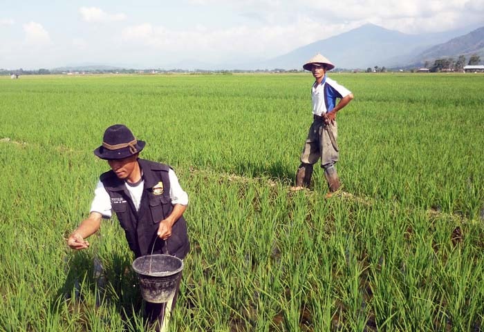 Petani sedang menebar pupuk untuk tanaman padinya.  