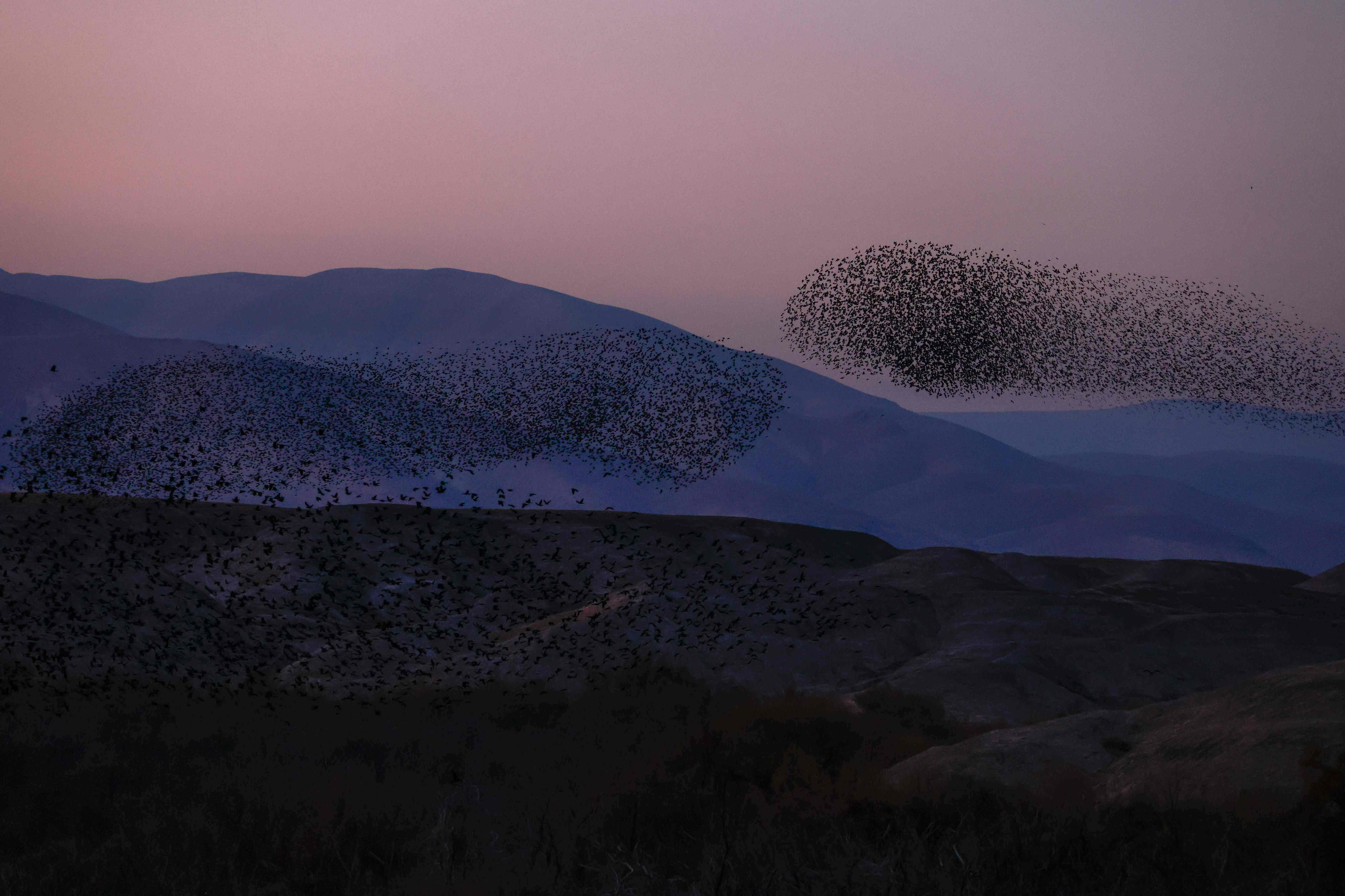 Burung jalak berkelompok di atas lembah Yordania di Tepi Barat sebelum mendarat untuk tidur, Minggu (10/1).
