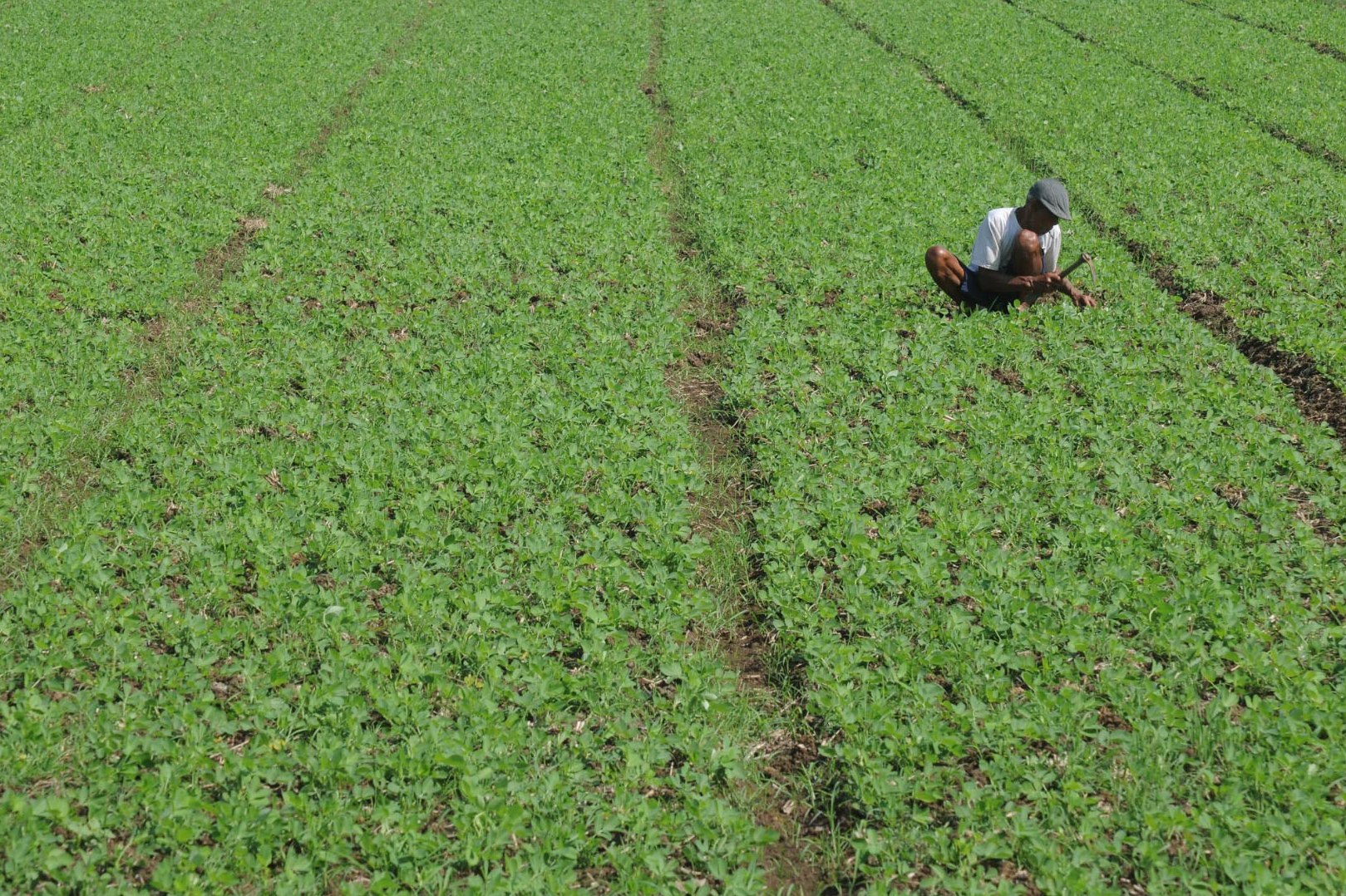 Seorang petani merawat tanaman kacang di lahan pertanian Nogosari, Boyolali, Jawa Tengah, beberapa waktu lalu.
