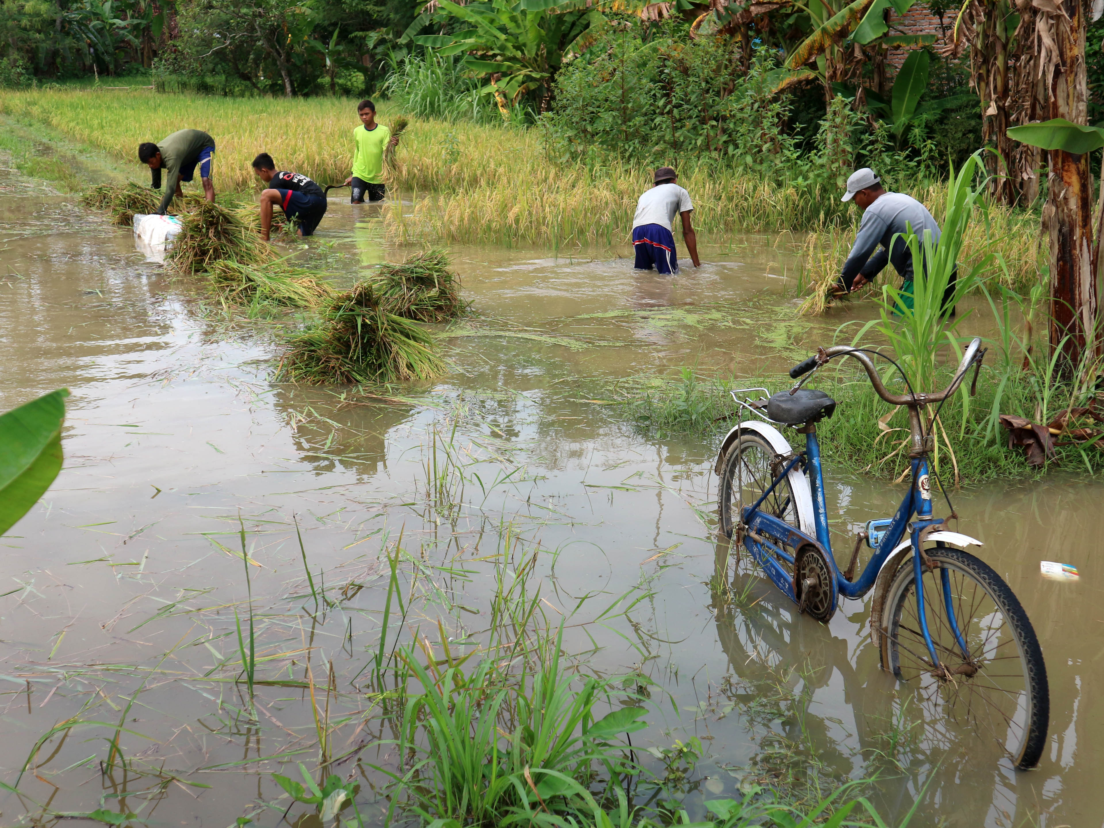 Sejumlah pekerja memanen paksa tanaman padi yang terendam air banjir di Desa Trucuk, Kecamatan Trucuk, Bojonegoro, Jawa Timur