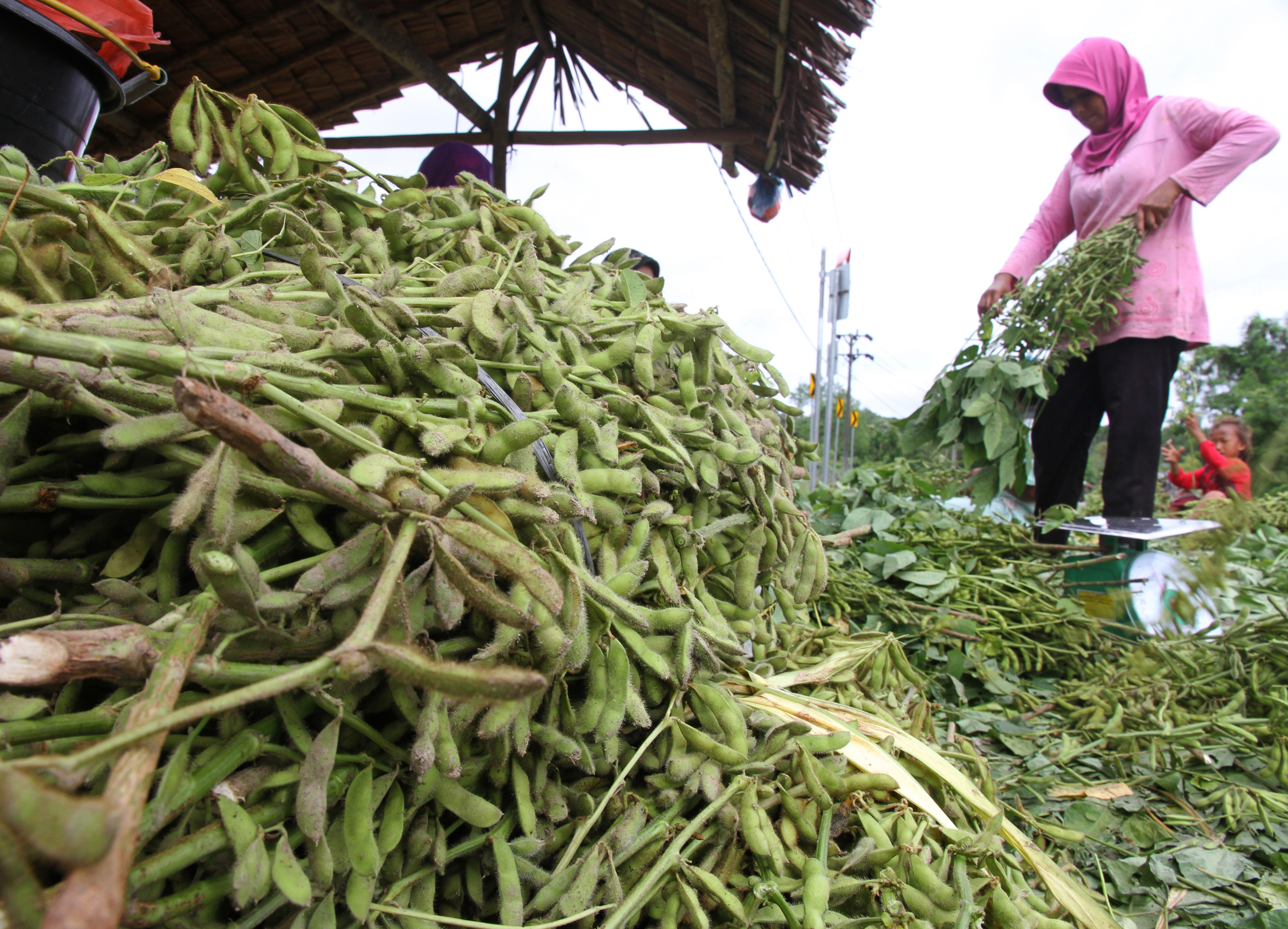 Sejumlah petani memindahkan daun pada kacang kedelai muda di Desa Blang Putek, Kecamatan Padang Tiji, Pidie, Aceh.