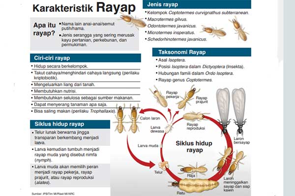 Ingin Kendalikan Rayap? Pahami Perilakunya