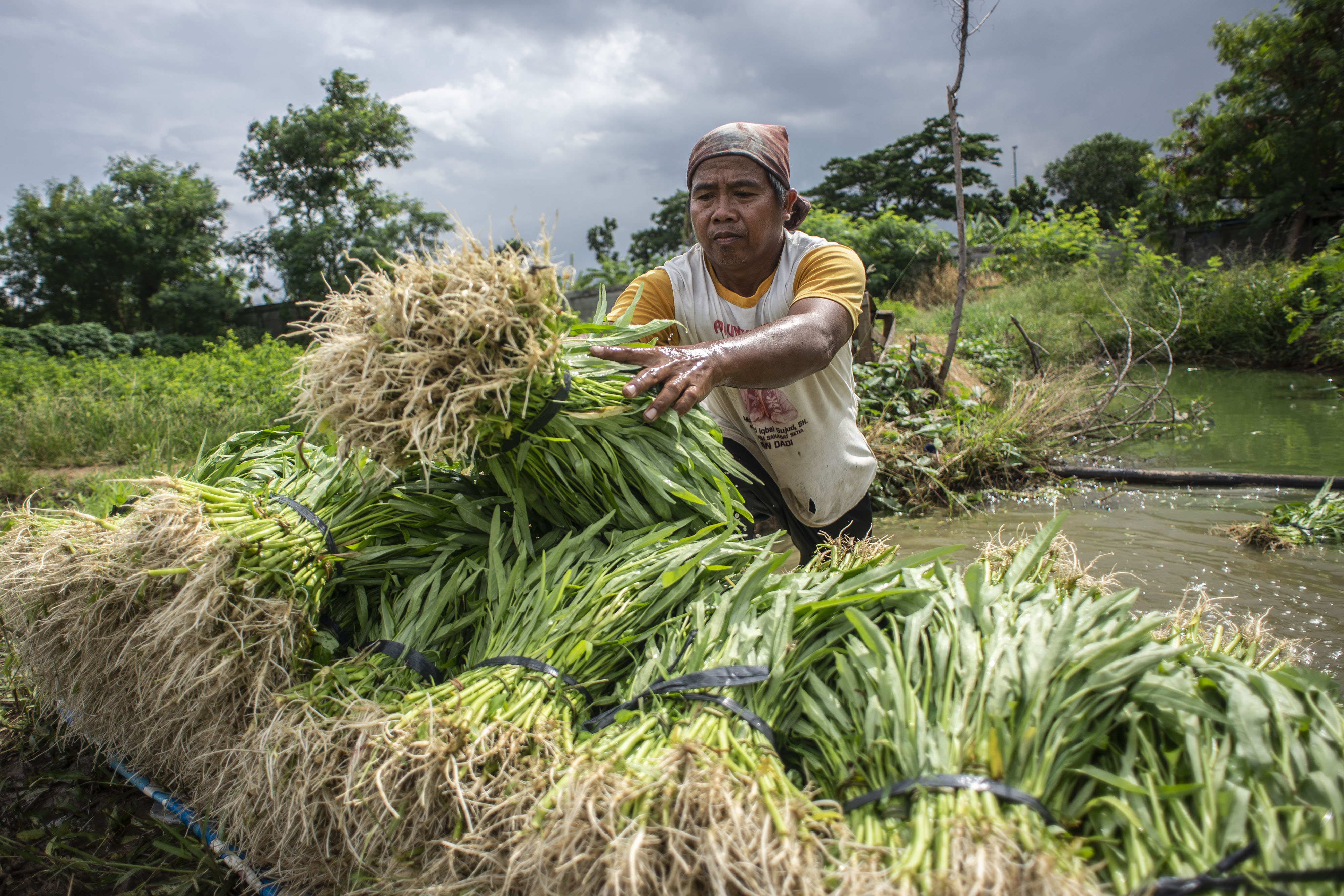 Petani mencuci hasil panen tanaman kangkung di lahan pertanian kawasan Rorotan, Cilincing, Jakarta Utara.