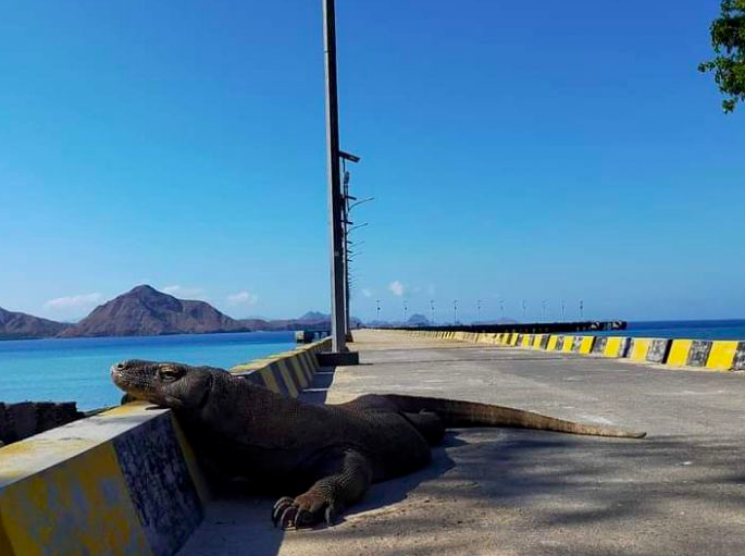 Komodo di Pulau Rinca, NTT