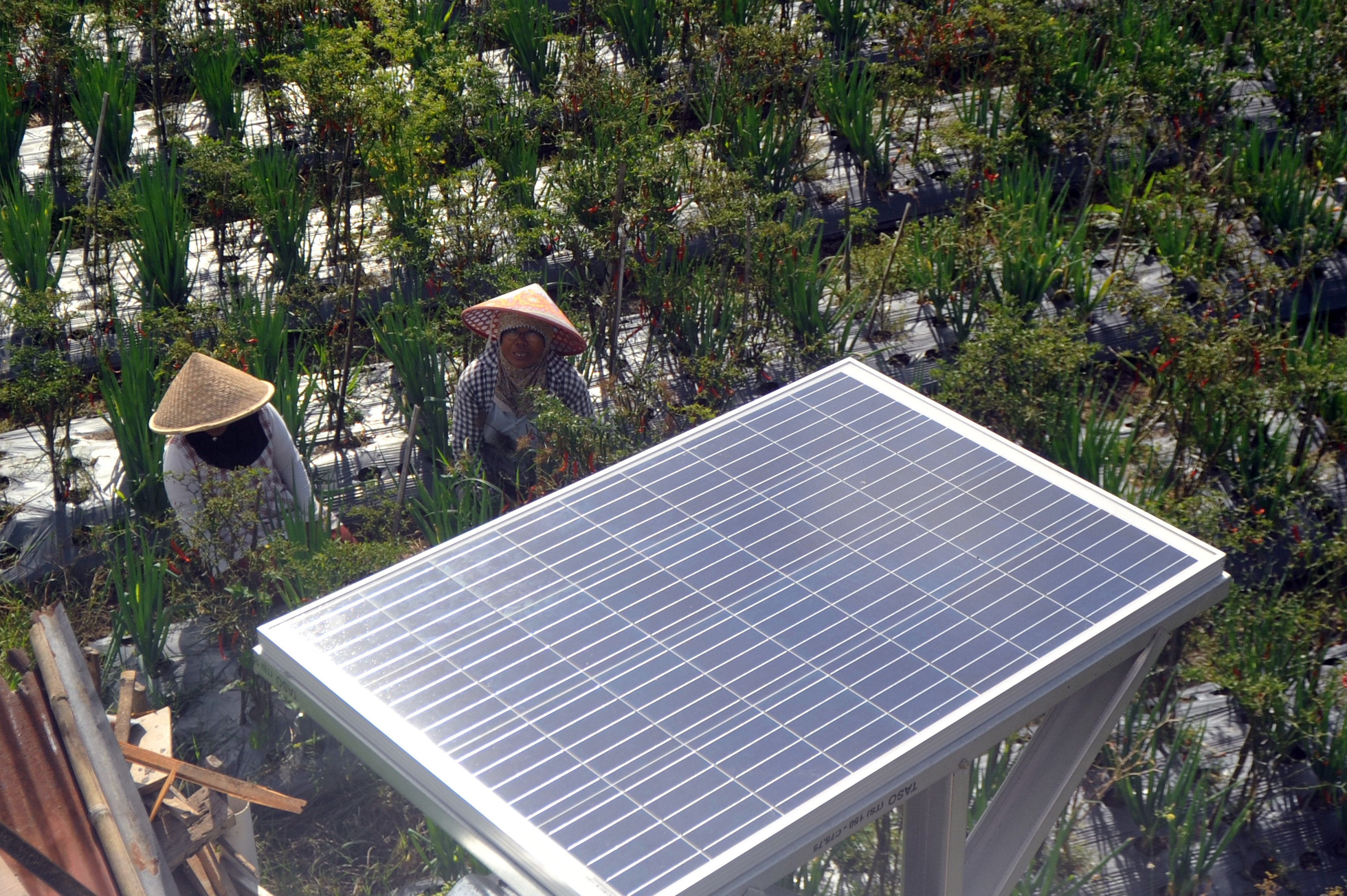 Contoh Abu Dhabi, ESDM akan Bangun Solar Park di Indonesia Timur