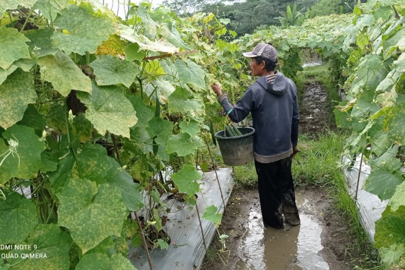Petani sayuran di Lebak, Banten, meraup untung di tengah pandemi karena tingginya permintaan.
