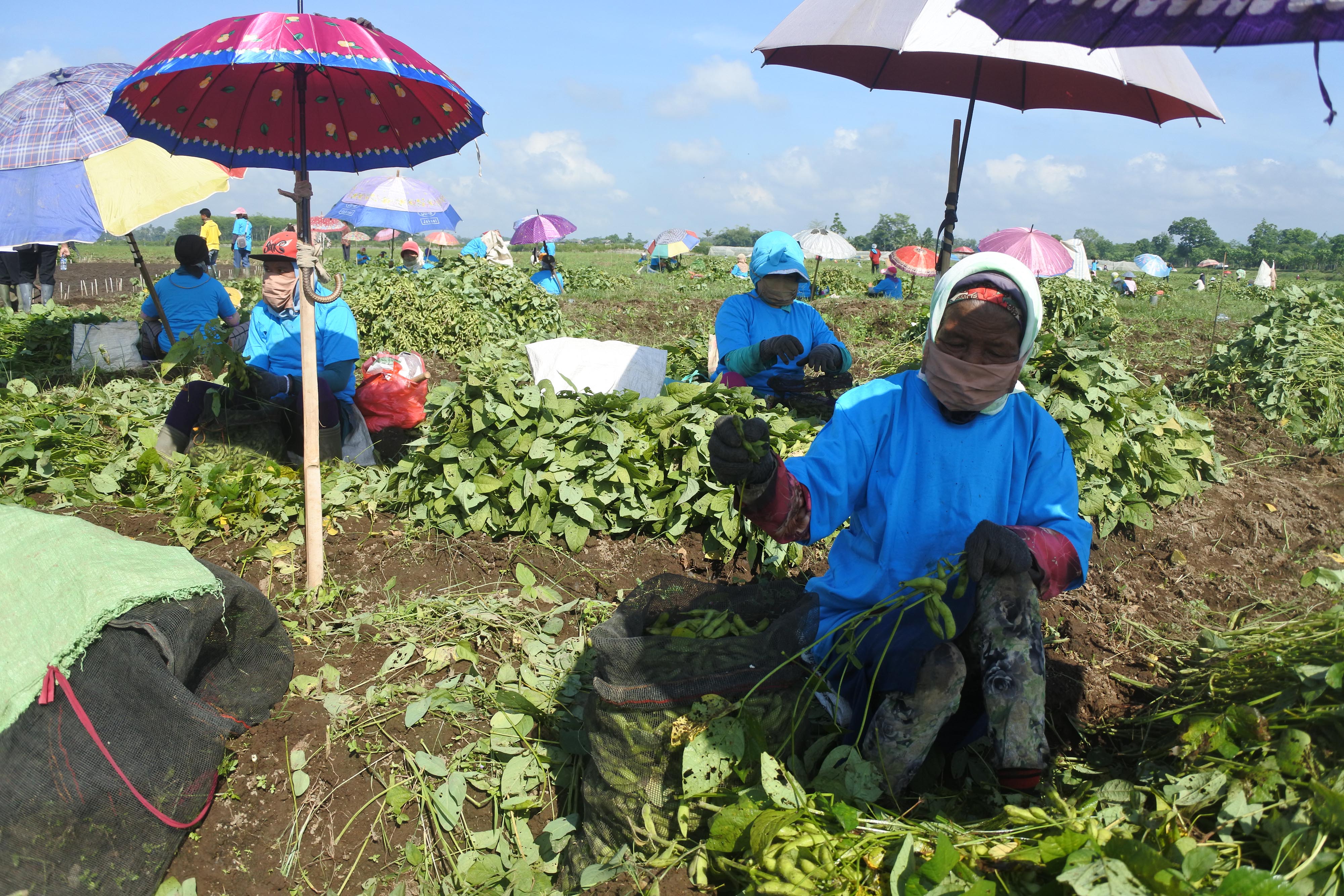Pekerja memanen kedelai Edamame di Desa Jenggawah, Kecamatan Jenggawah, Jember, Jawa Timur, Kamis (1/10).