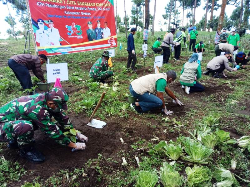 Penanaman bibit kopi di lereng Gunung Slamet di Desa Dawuhan, Kecamatan Sirampog, Kamis (28/1).