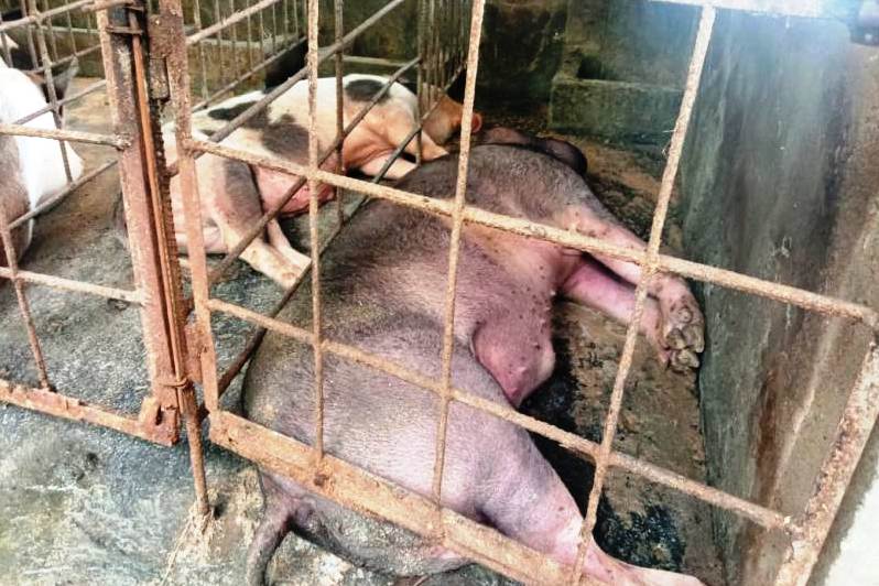 100 Ekor Babi Mati Mendadak di Sikka Diduga Terpapar Virus Afrika