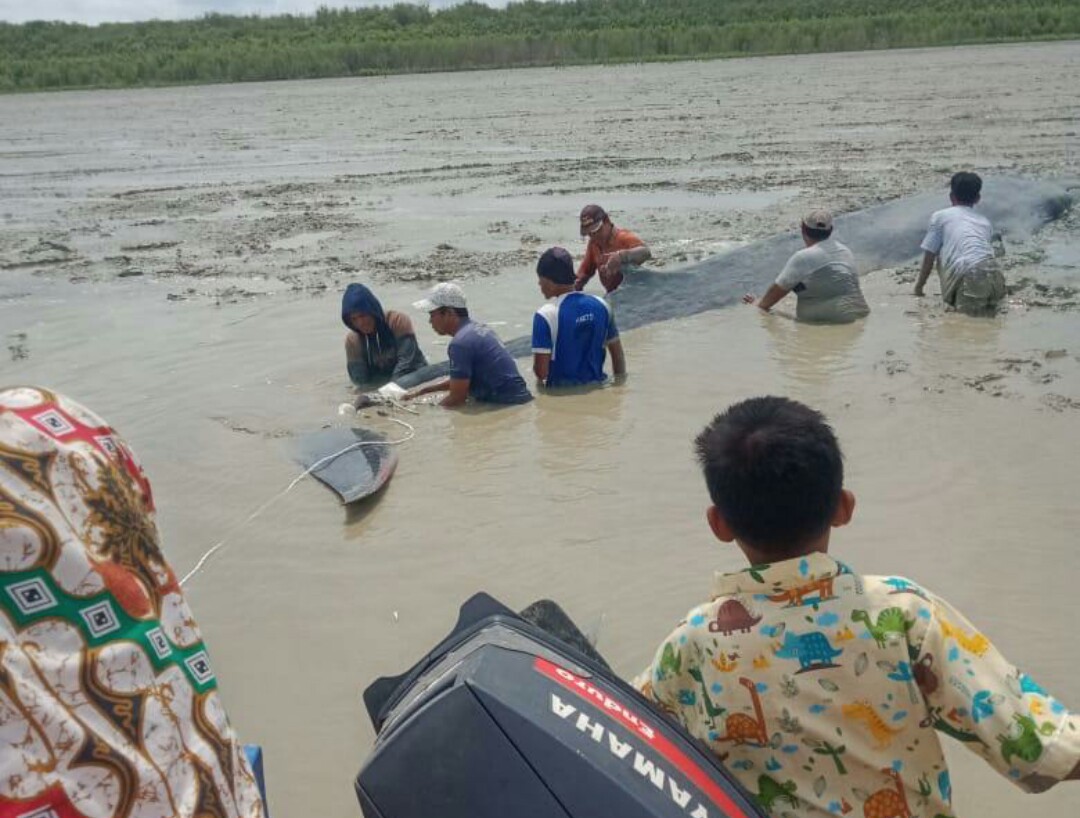 Upaya penyelamatan ikan paus yang terjebak di lumpur di  Kabupaten OKI, Sumatra Selatan.