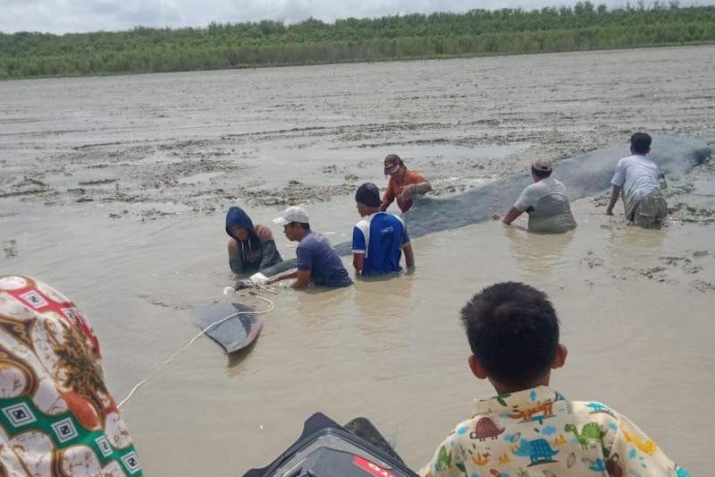 Nelayan dan tim gabungan menyelamatkan mamalia paus yang terjebak lumpur di Tanjung Kait perbatasan Desa Simpang Tiga Abadi.