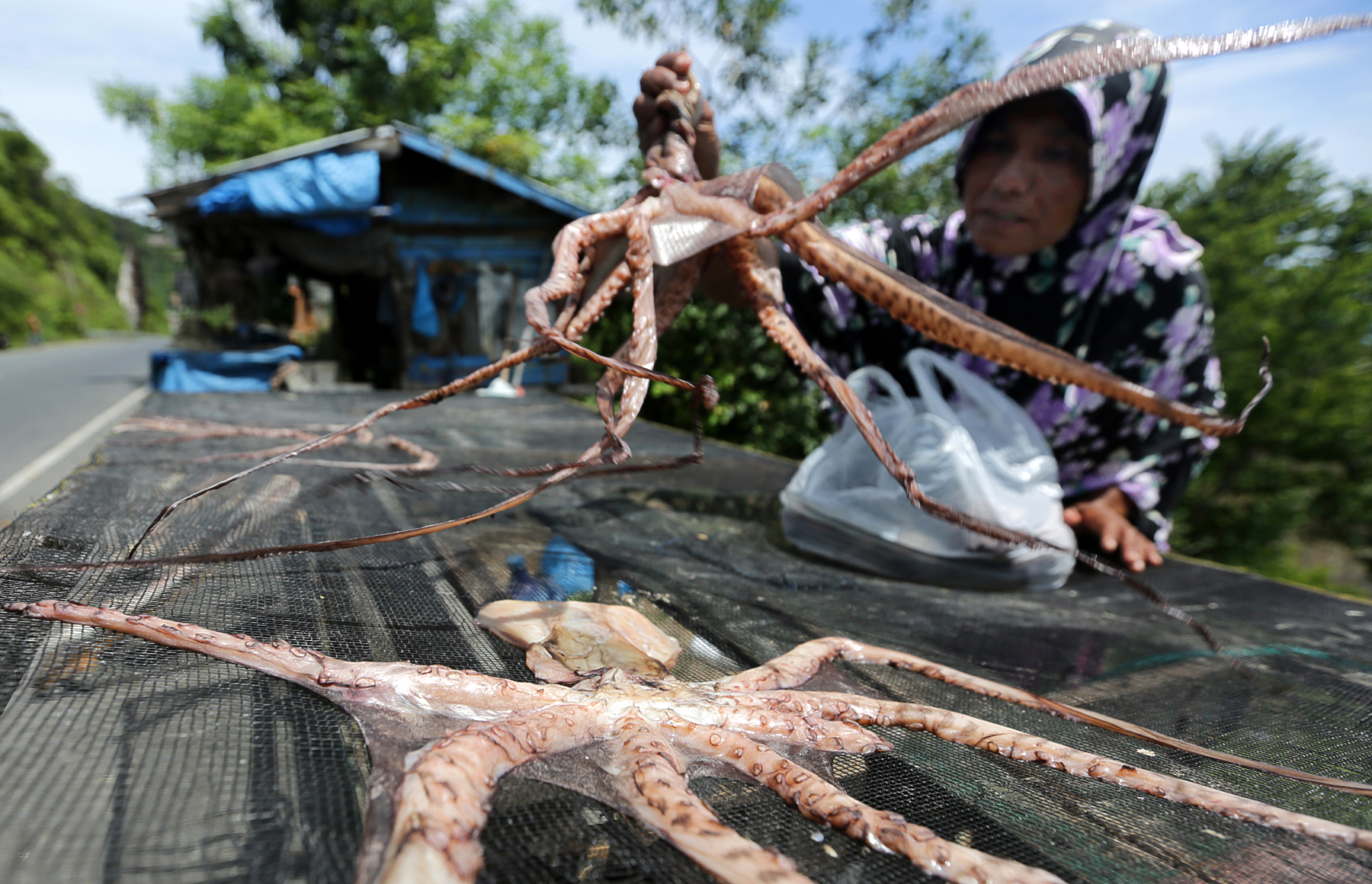 Ilustrasi olahan gurita