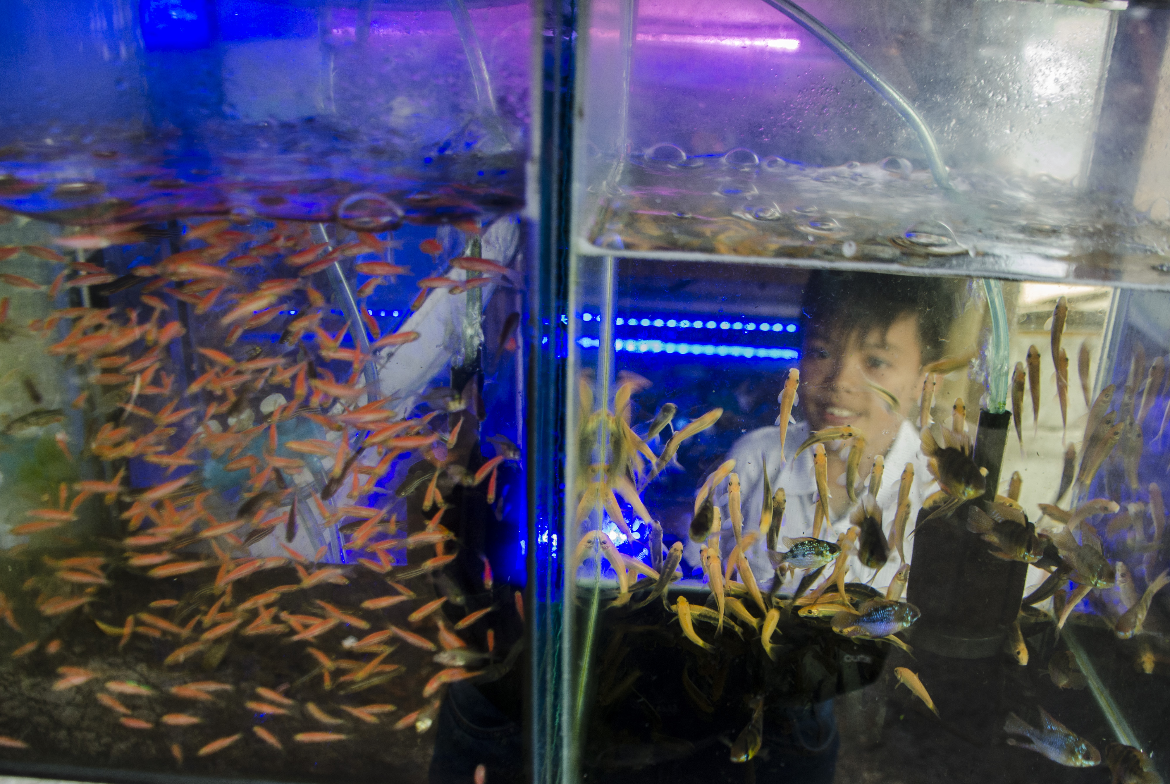 Pandemi, Ekspor Ikan Hias dari Bandung Justru Meningkat