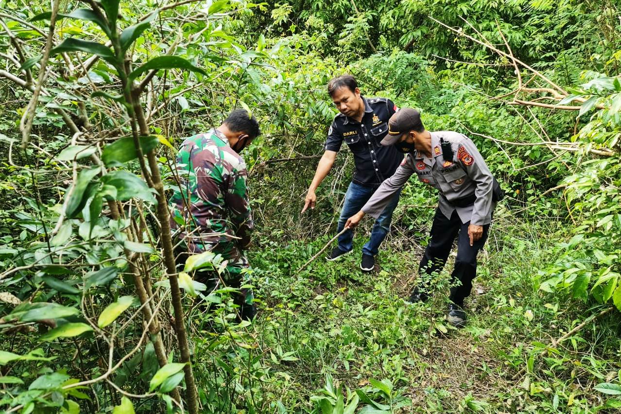 Polisi dan TNI menemukan tananam pohon ganja di lahan milik seorangwarga negara asing (WNA) berasal dari negara Kanada berinisial MW, 67. 