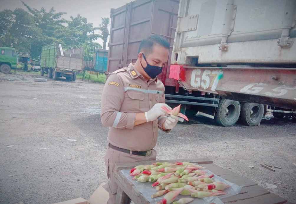 Bunga kecombrang diekspor hingga ke mancanegara.