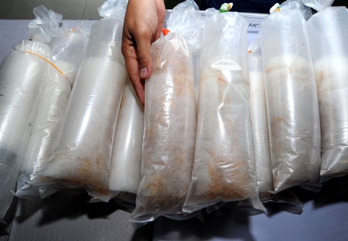 Peugas Polda Jambi menunjukkan ribuan baby lobster yang gagal diselundupkan senilai Rp14 miliar, Juni 2020 (foto ilustrasi).