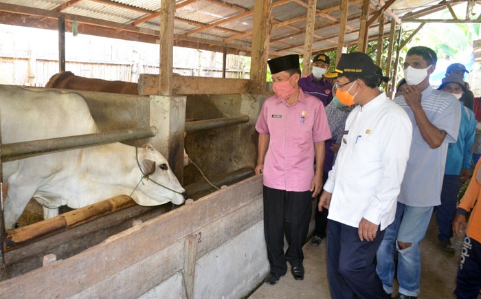 Program Sikomandan Kabupaten Agam, Sumatra Barat cukup sukses dalam pengembangan sapi dan kerbau untuk ketahanan pangan.