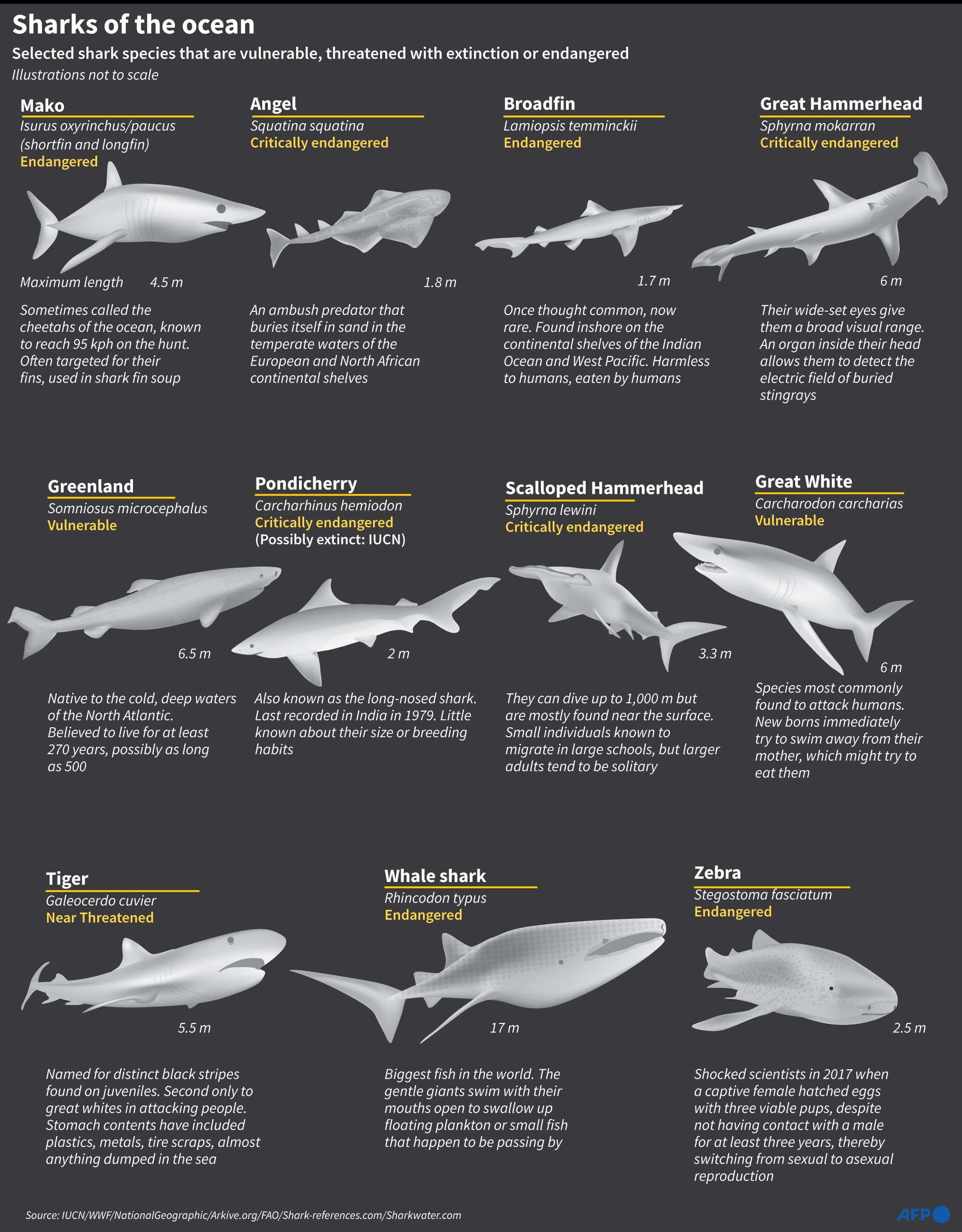 Jenis hiu di era modern