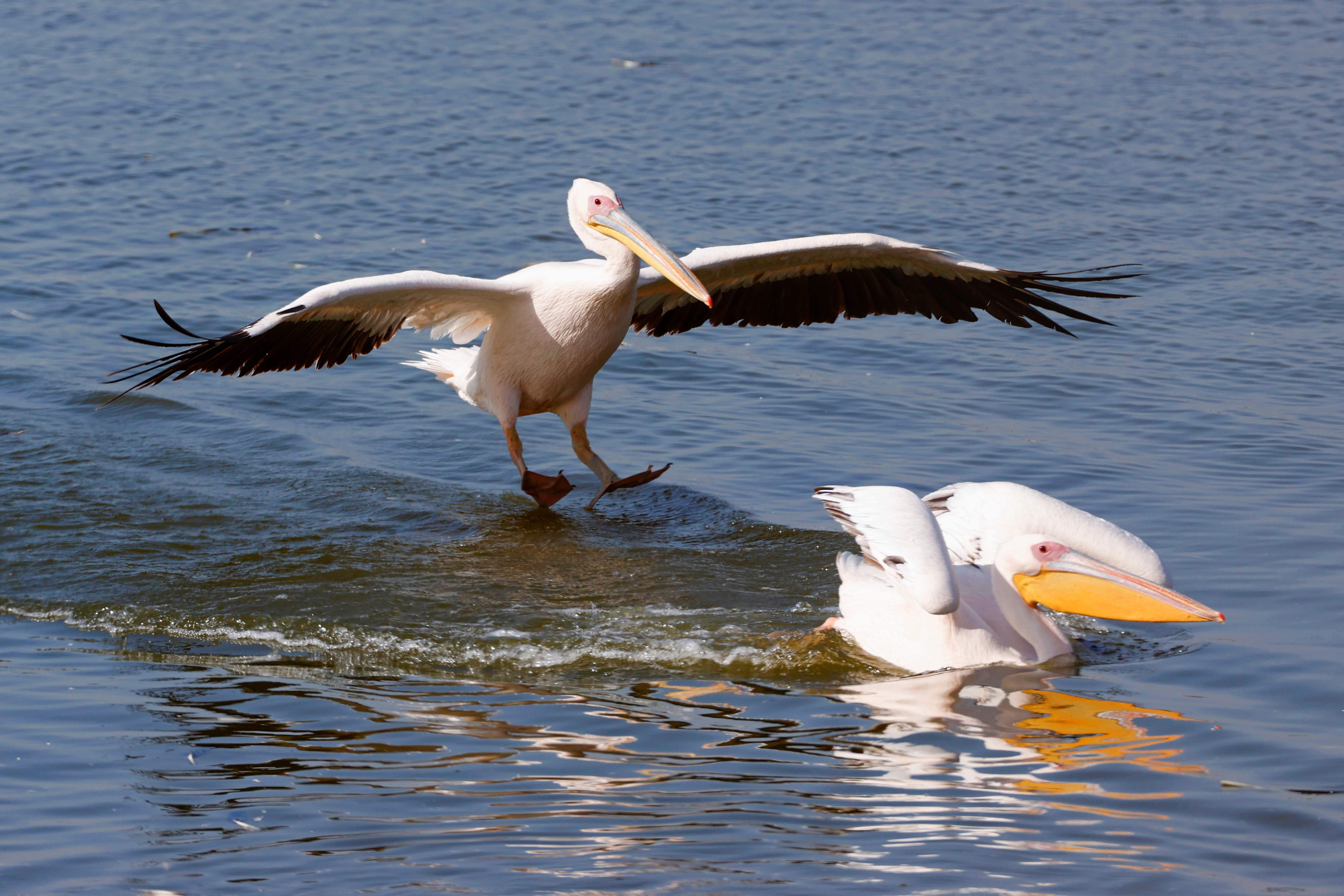 Jenis burung pelikan putih yang banyak hidup di cagar alam burung Djoudj Senegal. Burung pelican banyak mati terserang penyakit flu burung.